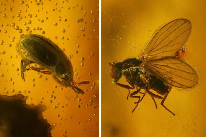 Fossil Fly (Diptera) and Beetle (Coleoptera) In Baltic Amber #183569